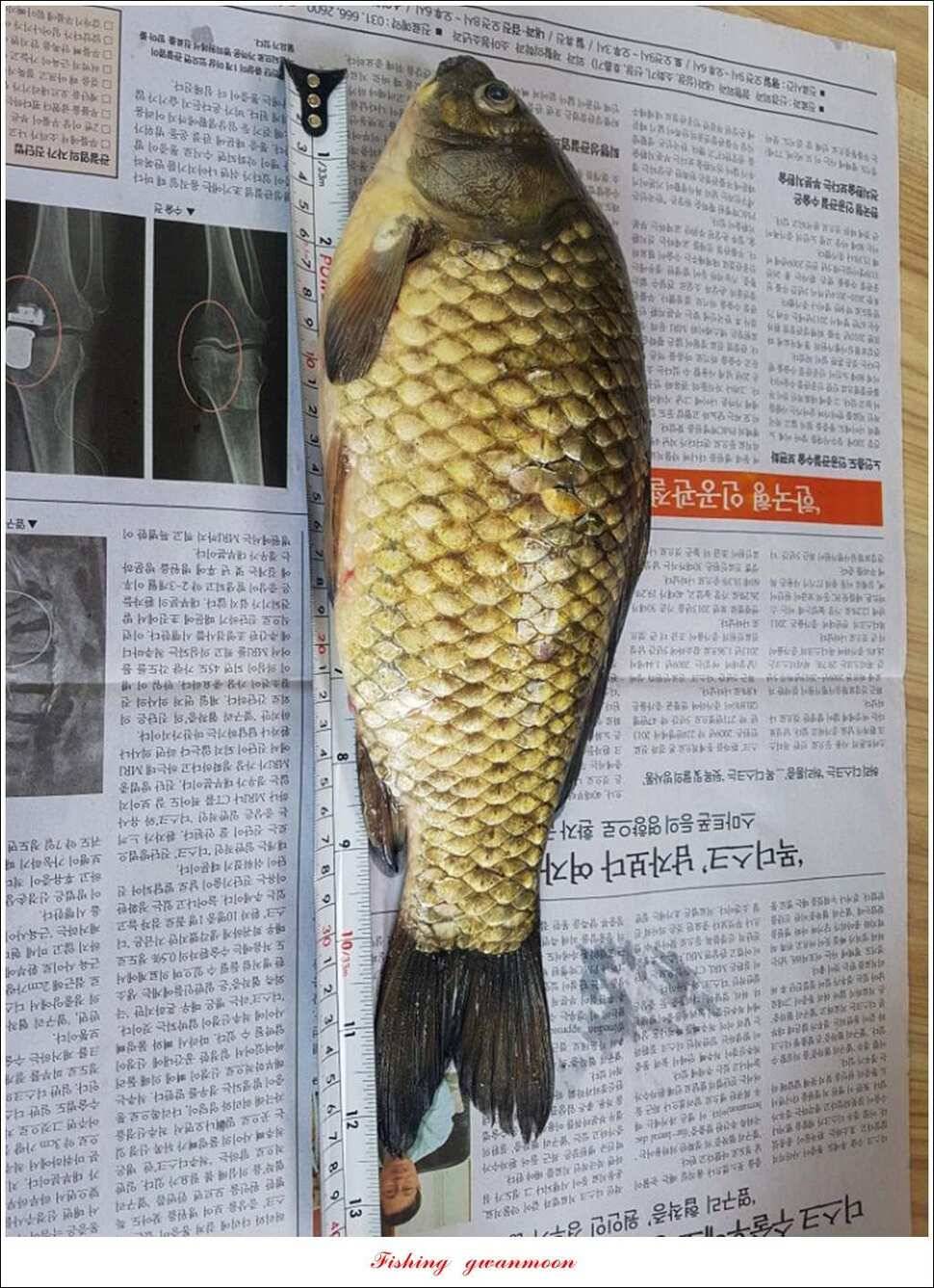 제일 44 cm 대물화곡지실리곡 조황 (조황조행기 - 특파원조황)