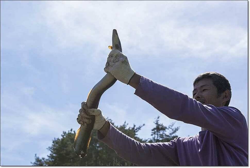 충주호 월척붕어장어메기 (조황조행기 - 특파원조황)