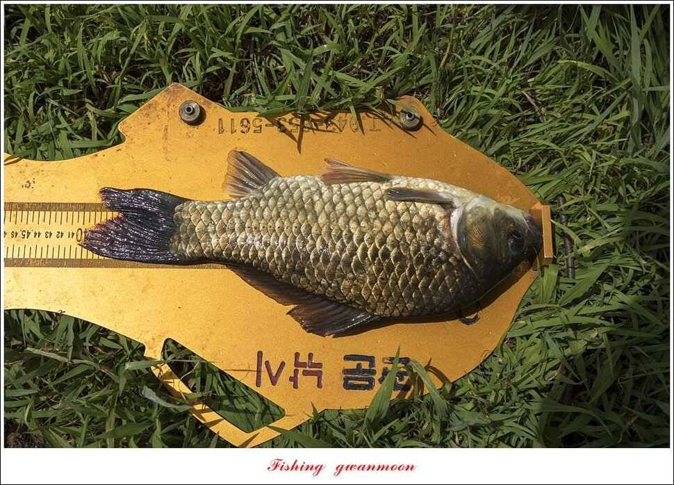 칠성지 사짜한버들실리곡돌감소류지 사짜 조황 (조황조행기 - 특파원조황)