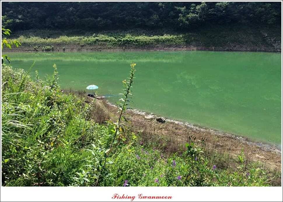 한버들실리곡 월척노지 마릿수 조황 (조황조행기 - 특파원조황)