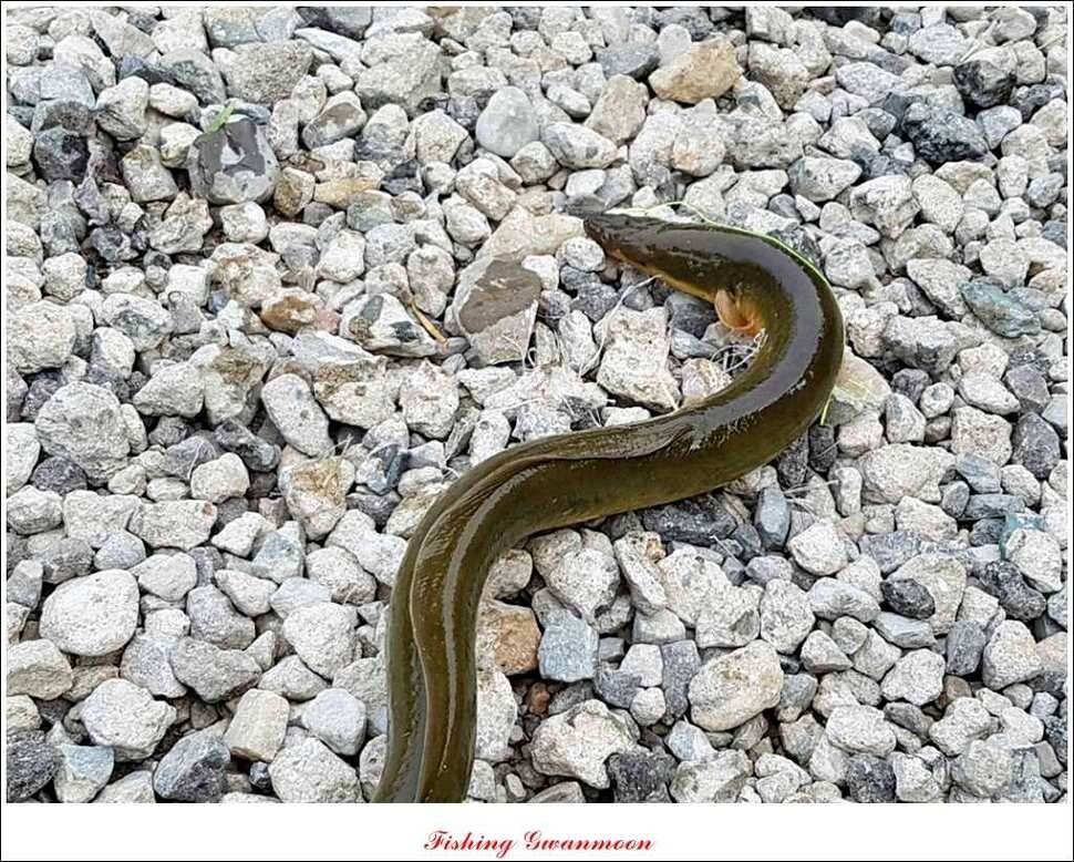 늘푸른 장어실리곡 마릿수 및 추평지 현황 (조황조행기 - 특파원조황)