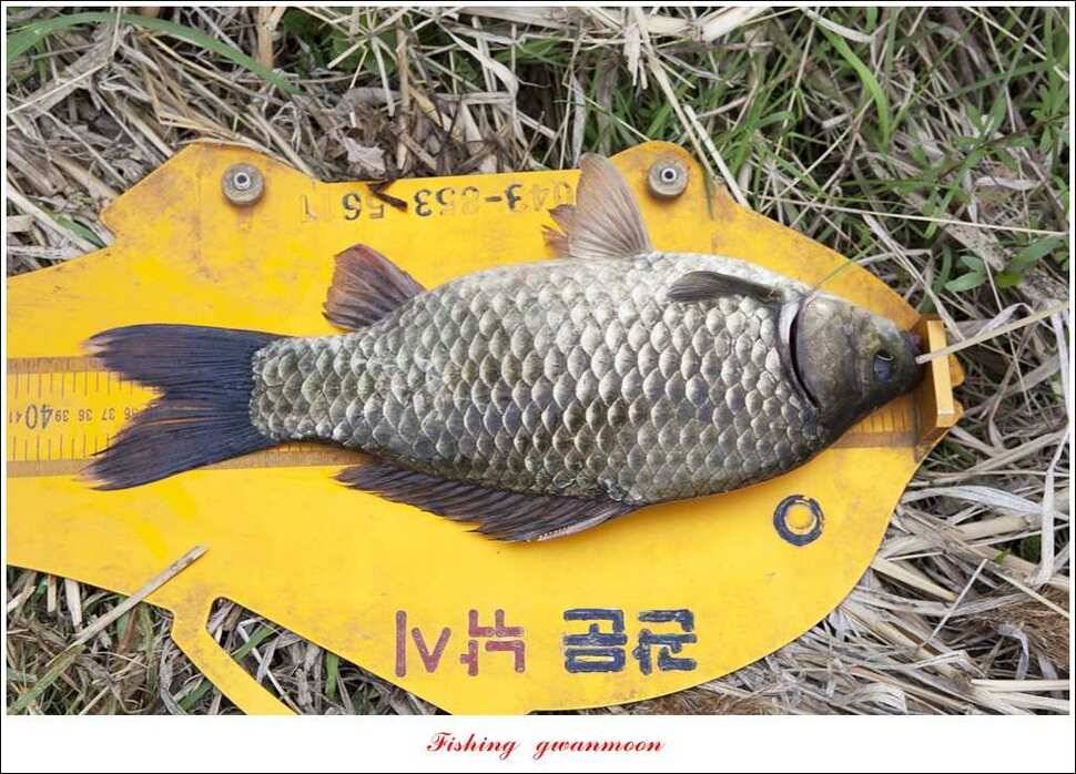 매전지 사짜 화곡지 월척달천강 대박 조황 (조황조행기 - 특파원조황)