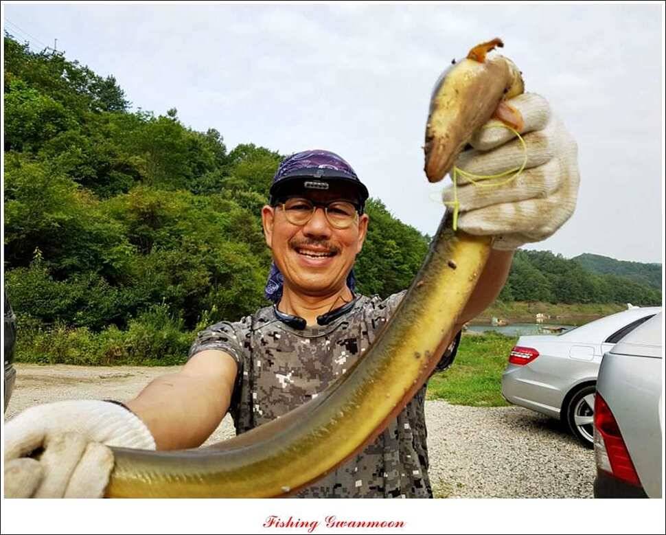 늘푸른 장어실리곡 마릿수 및 추평지 현황 (조황조행기 - 특파원조황)