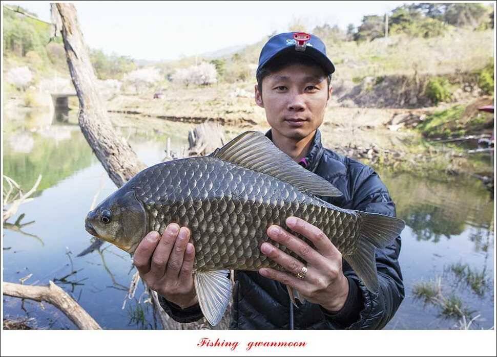 대물 475 cm외 4 짜 대물매전지 조황 (조황조행기 - 특파원조황)