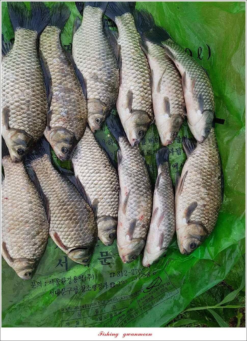 제일 사짜 마릿수화곡지 월척 마릿수 (조황조행기 - 특파원조황)
