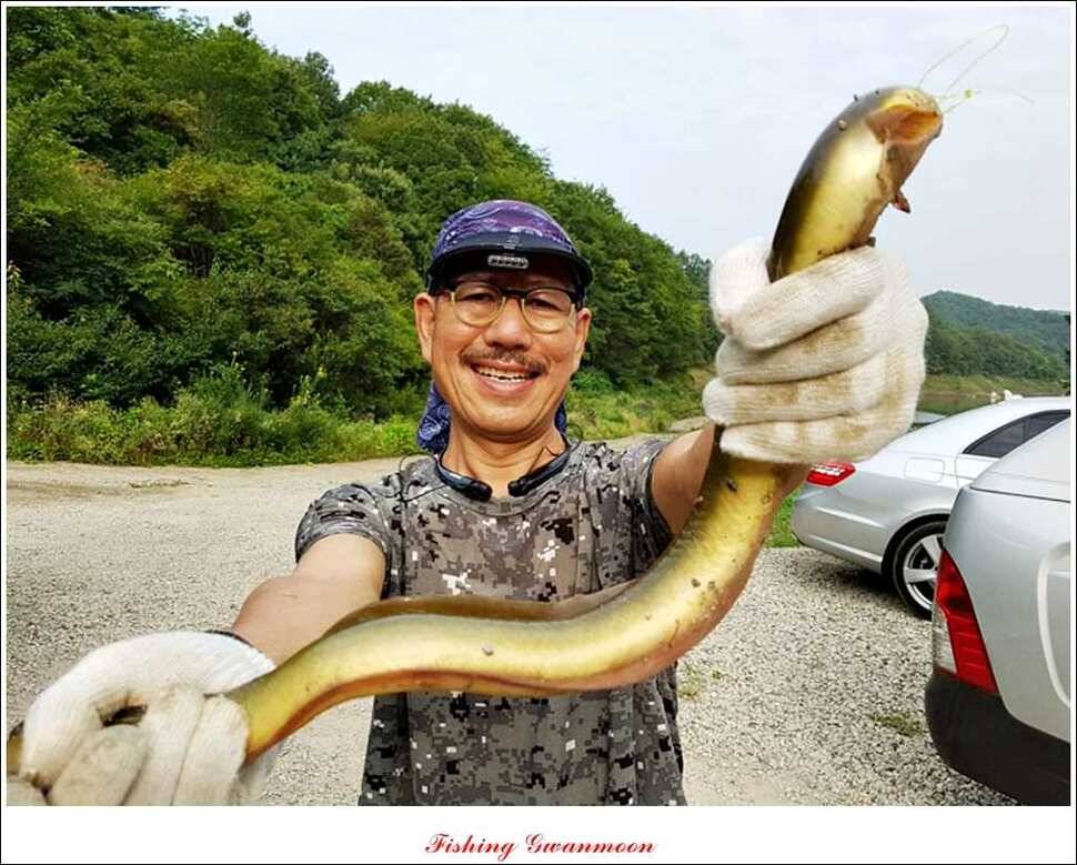 늘푸른 장어실리곡 마릿수 및 추평지 현황 (조황조행기 - 특파원조황)
