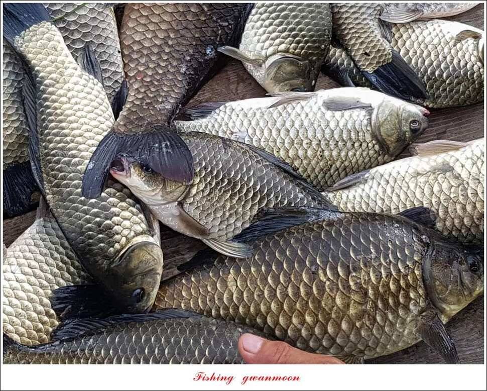 제일 사짜 마릿수화곡지 월척 마릿수 (조황조행기 - 특파원조황)