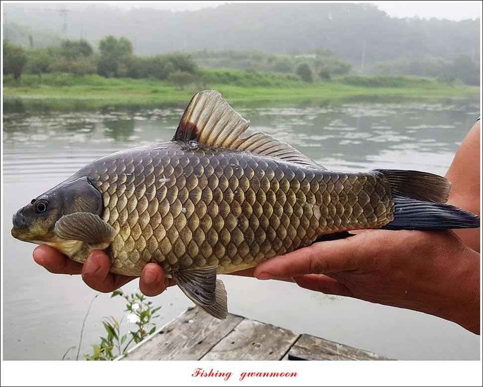 제일 사짜 마릿수화곡지 월척 마릿수 (조황조행기 - 특파원조황)