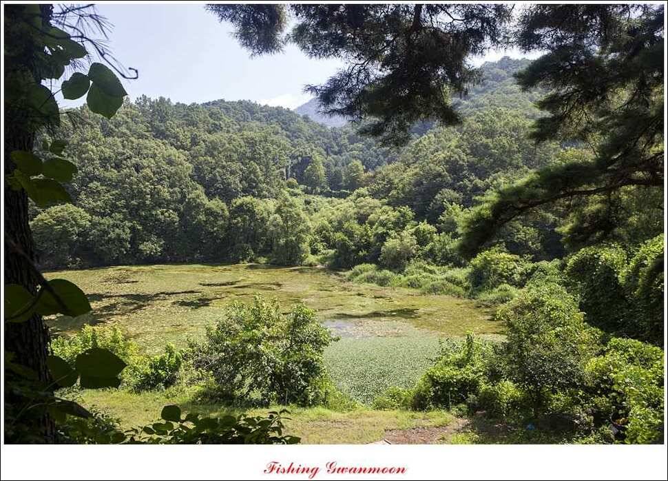 늘푸른 장어실리곡 마릿수 및 추평지 현황 (조황조행기 - 특파원조황)