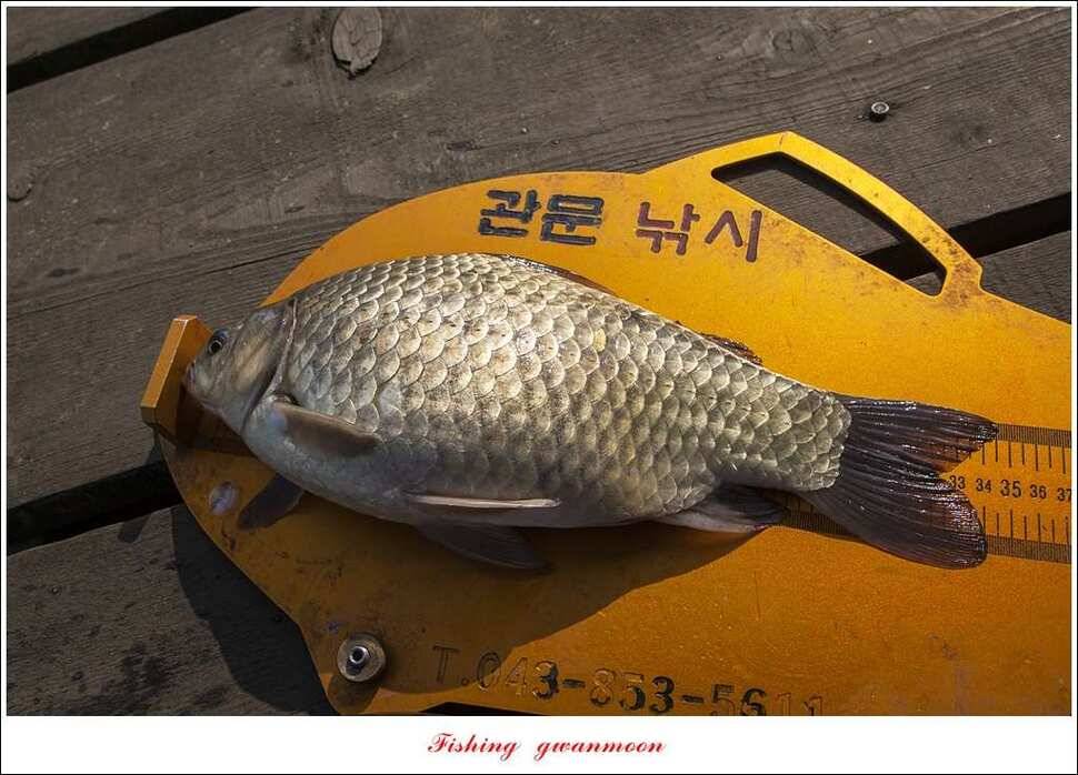 한버들실리곡 월척 행진 (조황조행기 - 특파원조황)