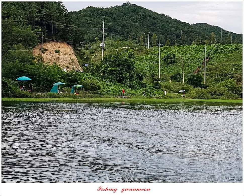 화곡지 월척 마릿수 조황 (조황조행기 - 특파원조황)