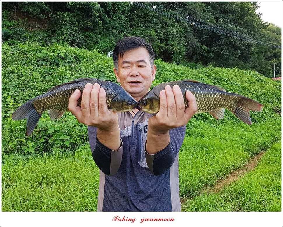 화곡지 월척 마릿수 조황 (조황조행기 - 특파원조황)