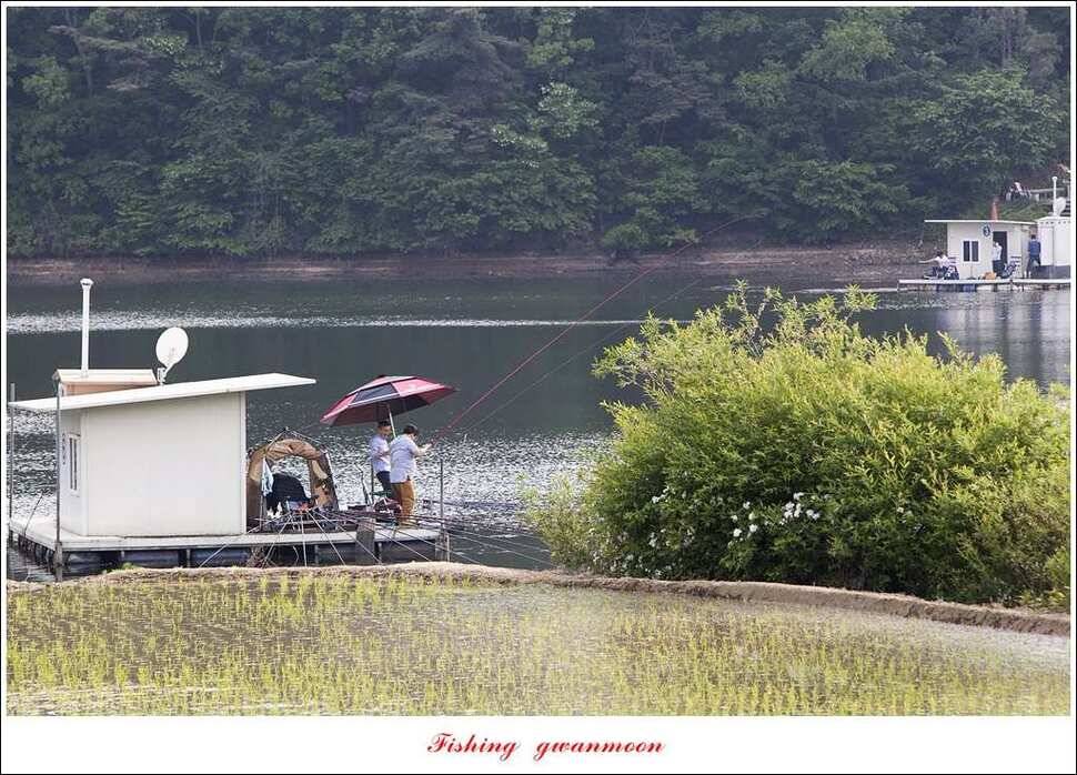 한버들 43 cm43 cm40 cm신매 낚시터 39 cm늘푸른 장어화곡지 조황 (조황조행기 - 특파원조황)