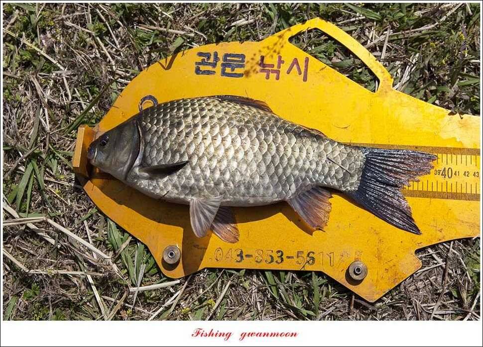 대물 475 cm외 4 짜 대물매전지 조황 (조황조행기 - 특파원조황)