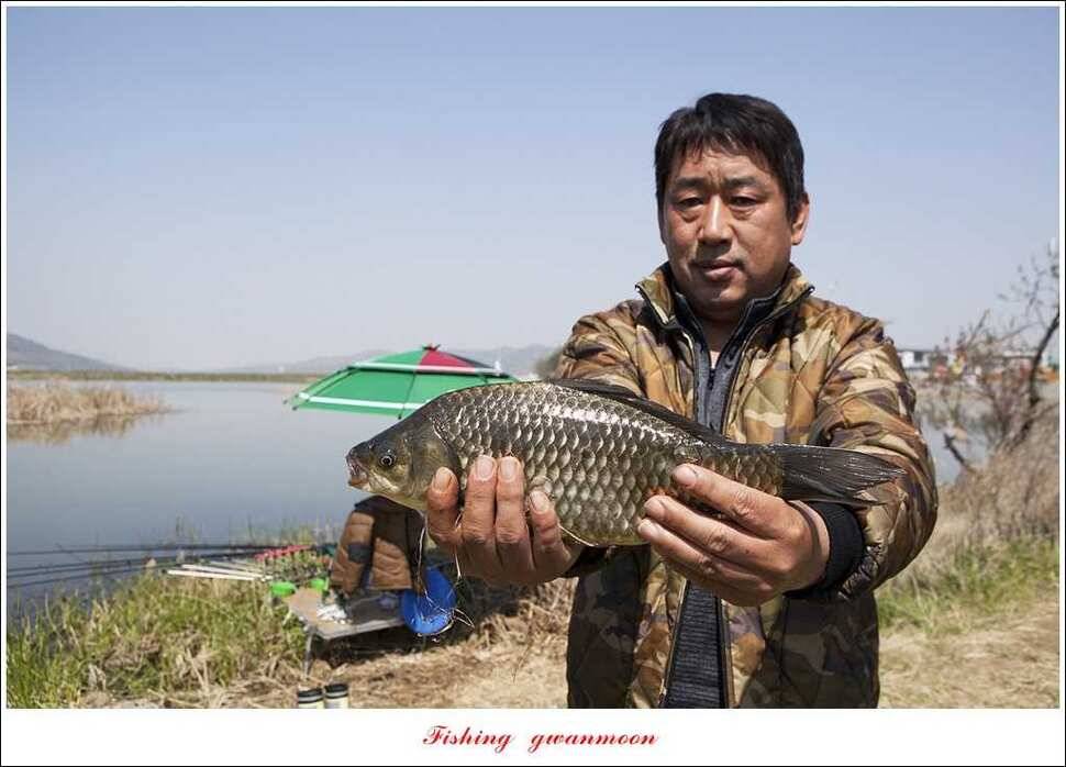 대물 475 cm외 4 짜 대물매전지 조황 (조황조행기 - 특파원조황)