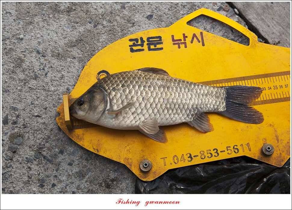 한버들 43 cm43 cm40 cm신매 낚시터 39 cm늘푸른 장어화곡지 조황 (조황조행기 - 특파원조황)