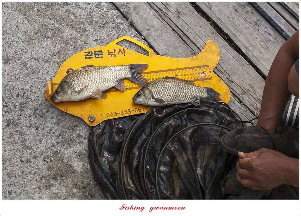 한버들 43 cm43 cm40 cm신매 낚시터 39 cm늘푸른 장어화곡지 조황 (조황조행기 - 특파원조황)