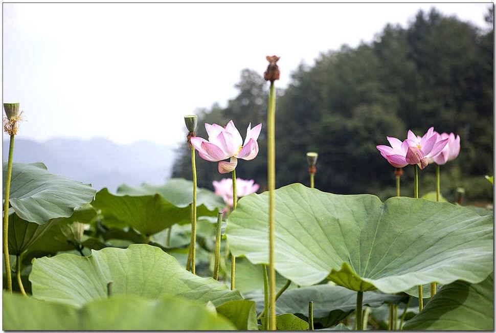 소류지 월척칠성지 사짜 (조황조행기 - 특파원조황)
