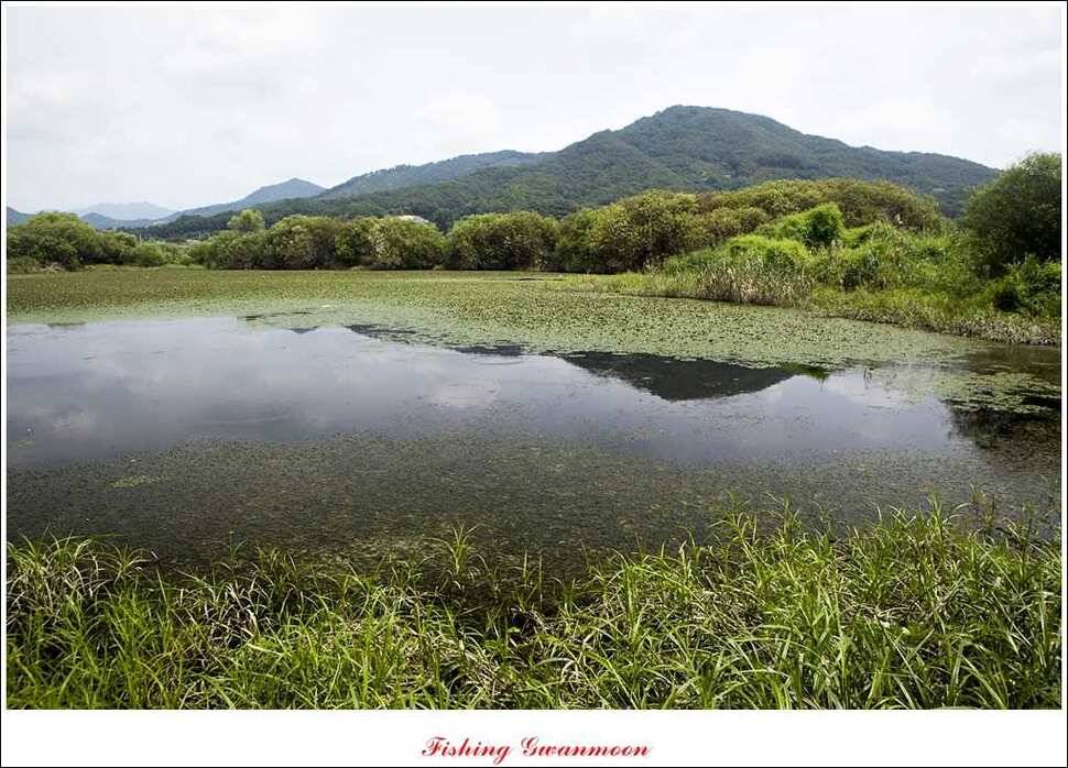 늘푸른 장어실리곡 마릿수 및 추평지 현황 (조황조행기 - 특파원조황)