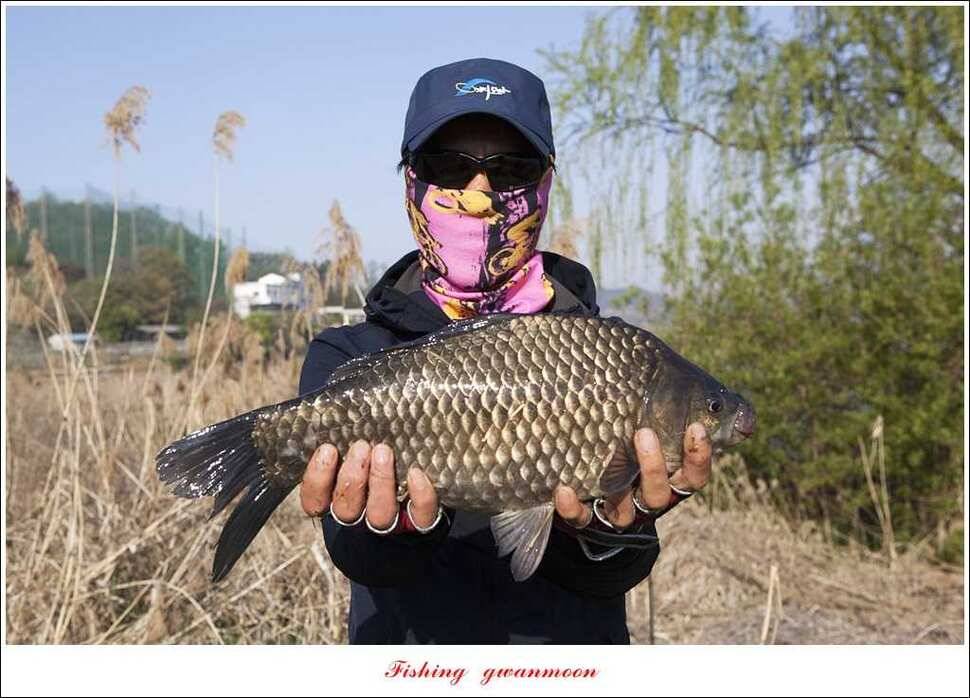 대물 475 cm외 4 짜 대물매전지 조황 (조황조행기 - 특파원조황)