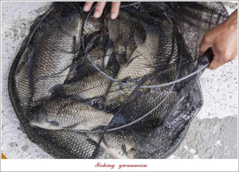 한버들 43 cm43 cm40 cm신매 낚시터 39 cm늘푸른 장어화곡지 조황 (조황조행기 - 특파원조황)