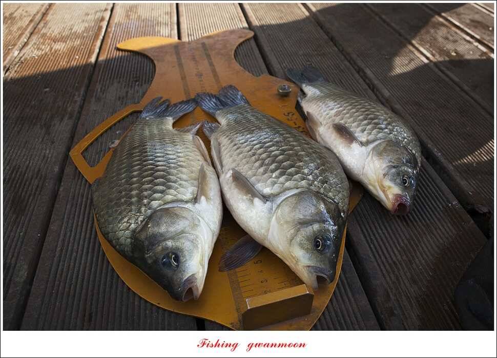 한버들실리곡 월척 행진 (조황조행기 - 특파원조황)