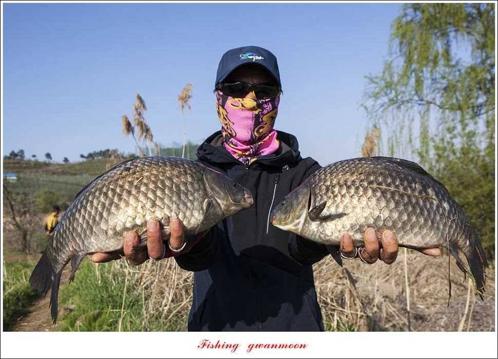 대물 475 cm외 4 짜 대물매전지 조황 (조황조행기 - 특파원조황)