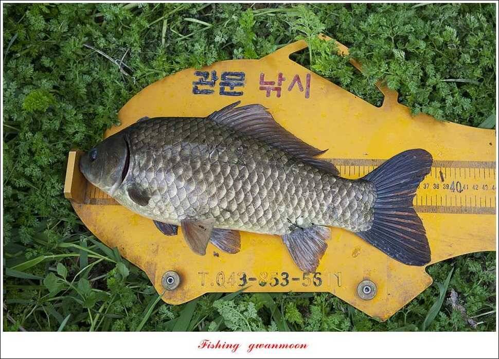 매전지 사짜 화곡지 월척달천강 대박 조황 (조황조행기 - 특파원조황)
