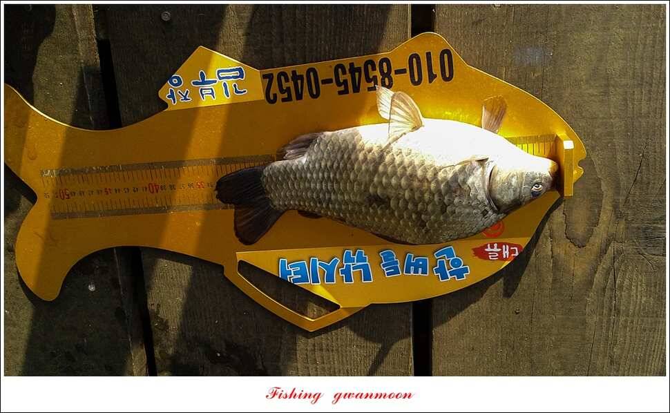 실리곡 마릿수 월척한버들 월척돌감짱가네 조황 (조황조행기 - 특파원조황)