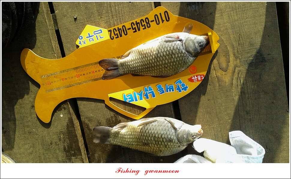 실리곡 마릿수 월척한버들 월척돌감짱가네 조황 (조황조행기 - 특파원조황)