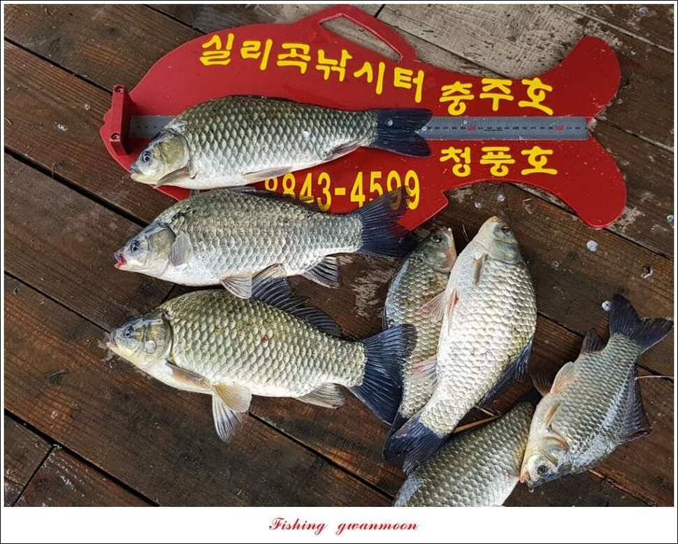 돌감실리곡한버들화곡지 조황 (조황조행기 - 특파원조황)