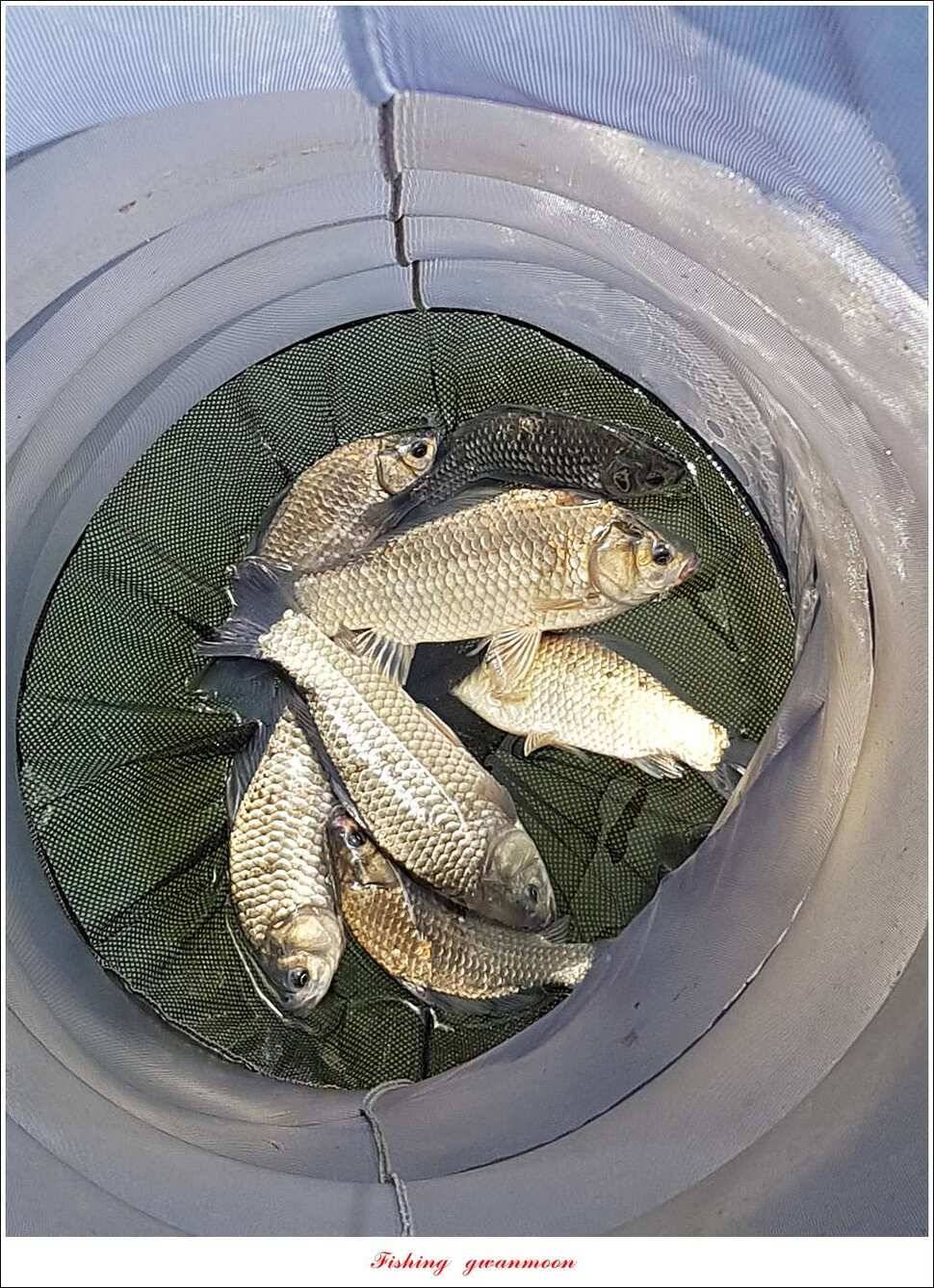한버들 43 cm43 cm40 cm신매 낚시터 39 cm늘푸른 장어화곡지 조황 (조황조행기 - 특파원조황)