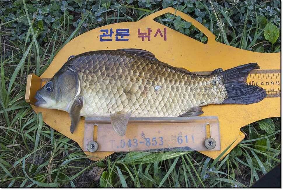 늘푸른 대물장어한버들 사짜칠성지 사짜소류지 사짜 (조황조행기 - 특파원조황)