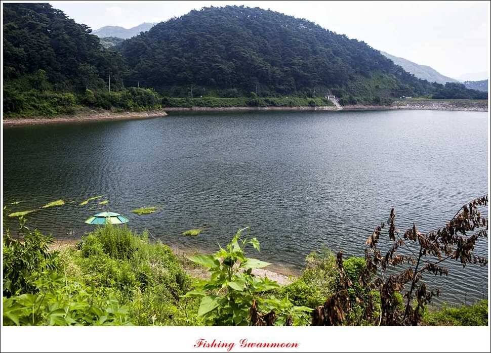 늘푸른 장어실리곡 마릿수 및 추평지 현황 (조황조행기 - 특파원조황)