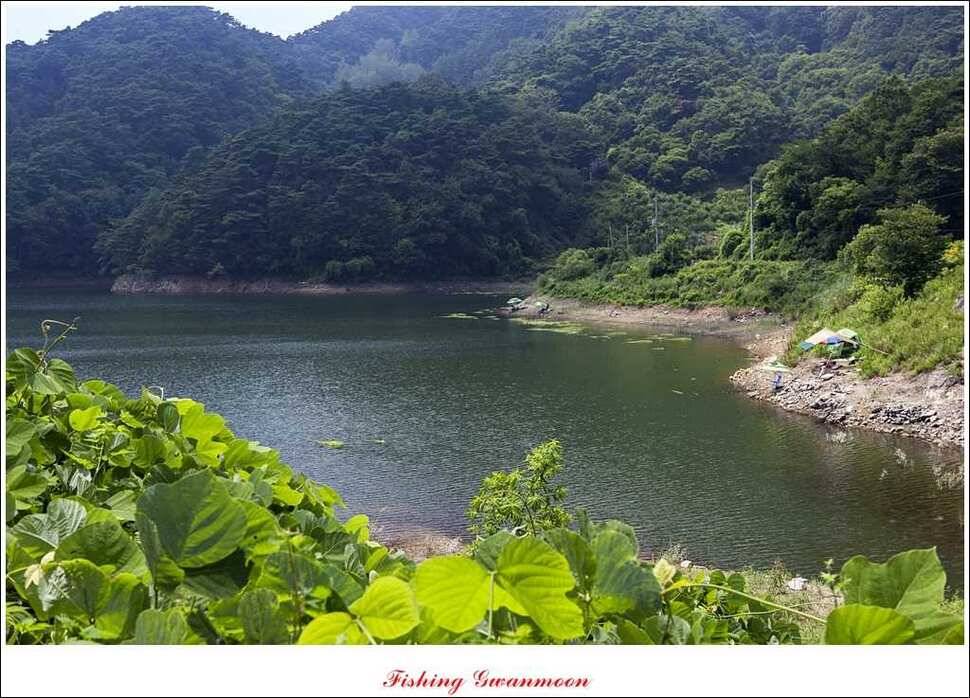 늘푸른 장어실리곡 마릿수 및 추평지 현황 (조황조행기 - 특파원조황)