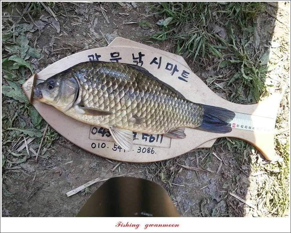 대물 475 cm외 4 짜 대물매전지 조황 (조황조행기 - 특파원조황)