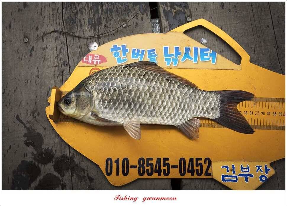 칠성지 사짜한버들실리곡돌감소류지 사짜 조황 (조황조행기 - 특파원조황)