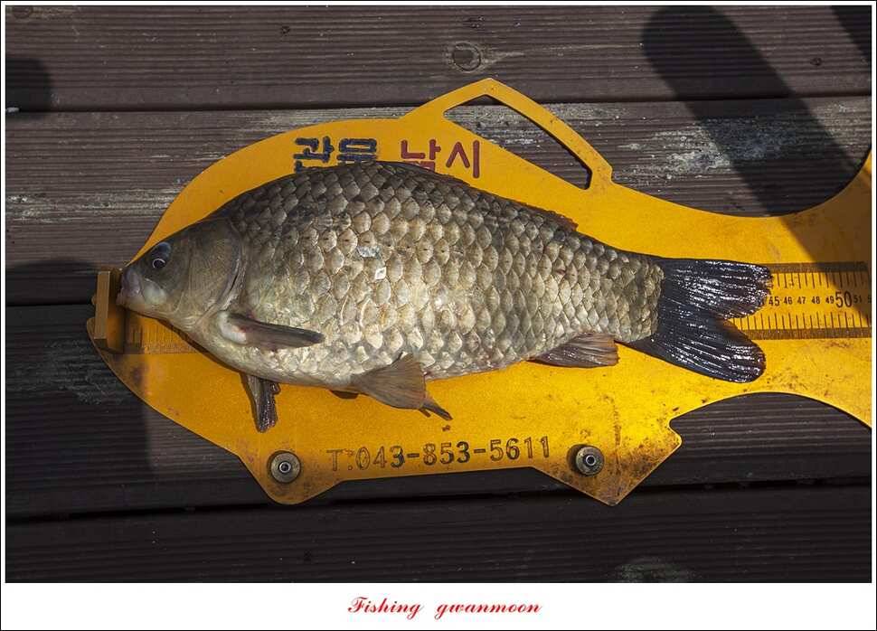 병호 45 cm제일 43 cm 외3 수한버들 42 cm (조황조행기 - 특파원조황)