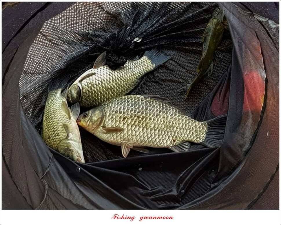 제일 44 cm 대물화곡지실리곡 조황 (조황조행기 - 특파원조황)