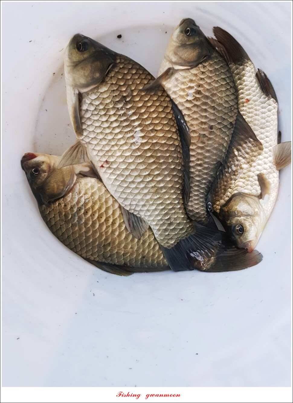 제일 44 cm 대물화곡지실리곡 조황 (조황조행기 - 특파원조황)