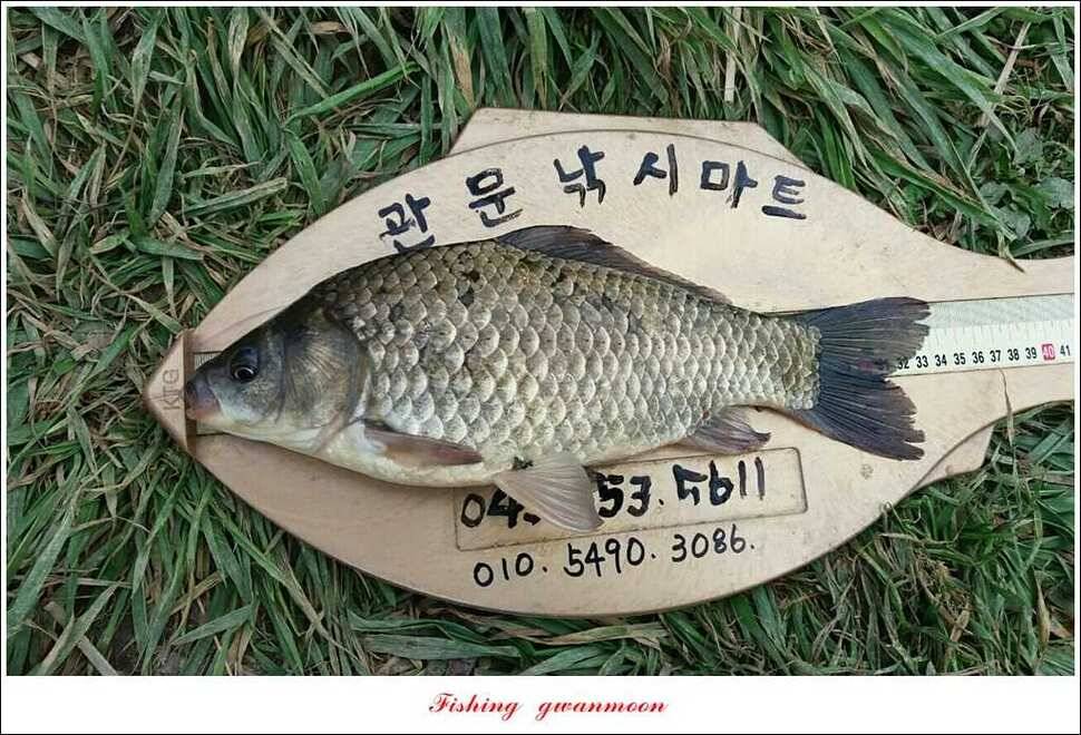 대물 475 cm외 4 짜 대물매전지 조황 (조황조행기 - 특파원조황)