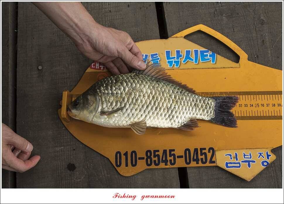 칠성지 사짜한버들실리곡돌감소류지 사짜 조황 (조황조행기 - 특파원조황)