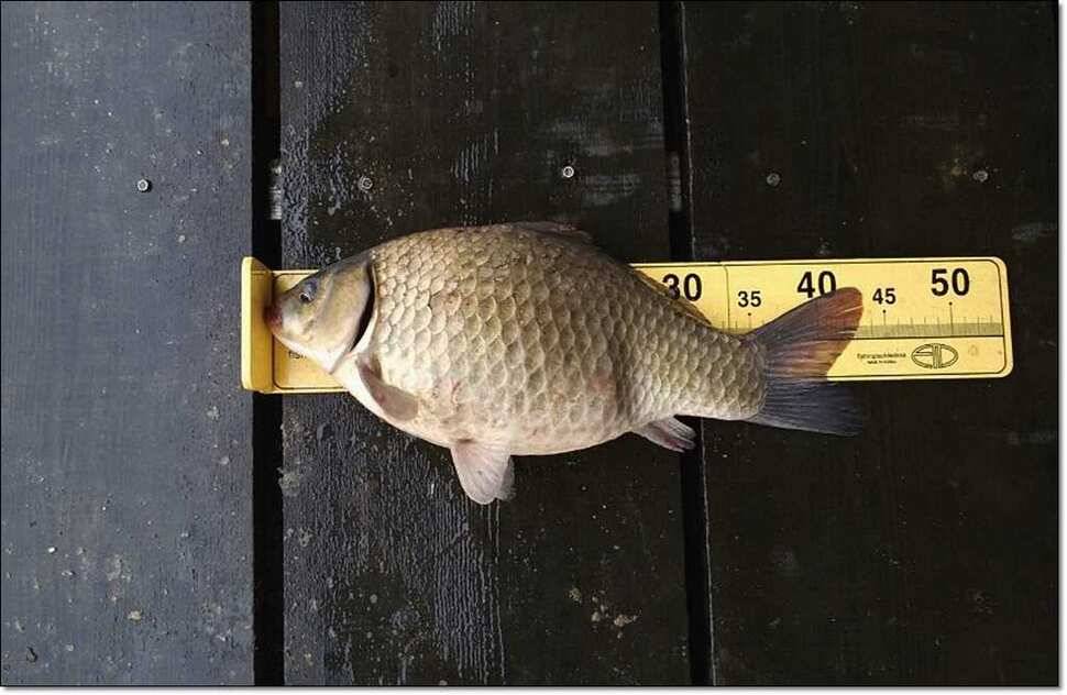 대류 한버들 44 cm 대물 (조황조행기 - 특파원조황)