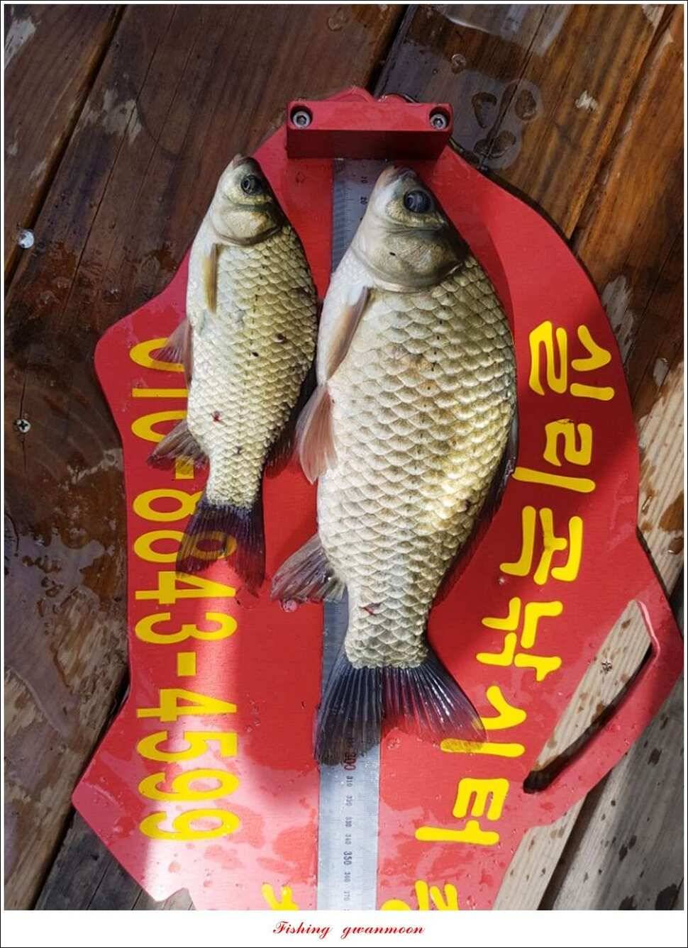 칠성지 사짜한버들실리곡돌감소류지 사짜 조황 (조황조행기 - 특파원조황)