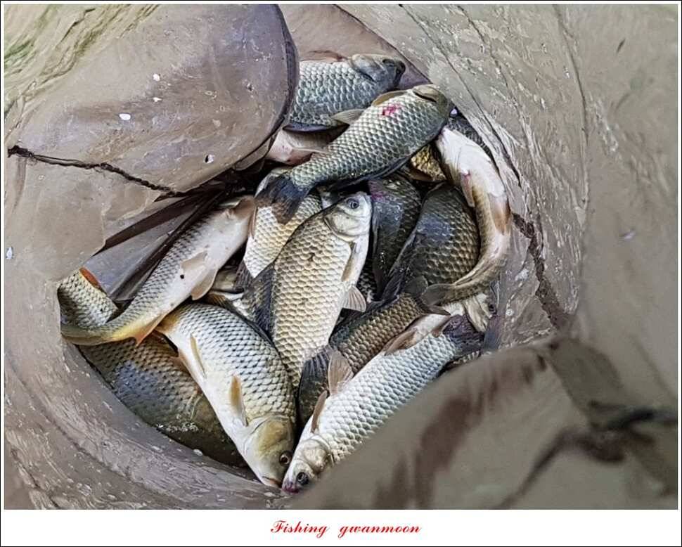 칠성지 사짜한버들실리곡돌감소류지 사짜 조황 (조황조행기 - 특파원조황)