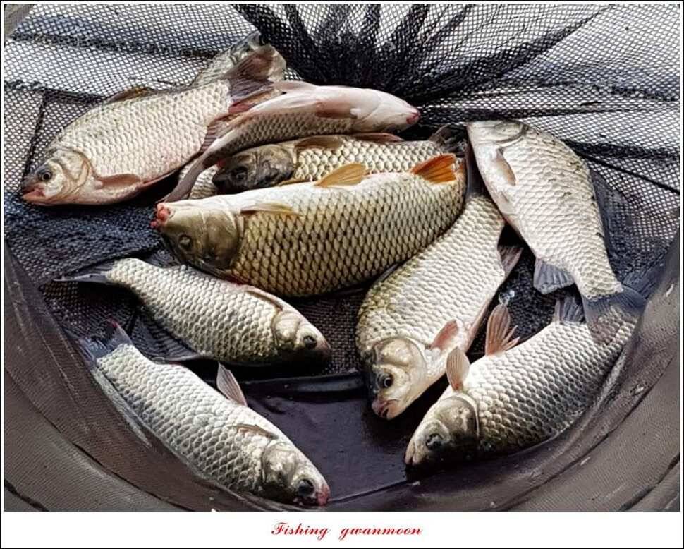 칠성지 사짜한버들실리곡돌감소류지 사짜 조황 (조황조행기 - 특파원조황)
