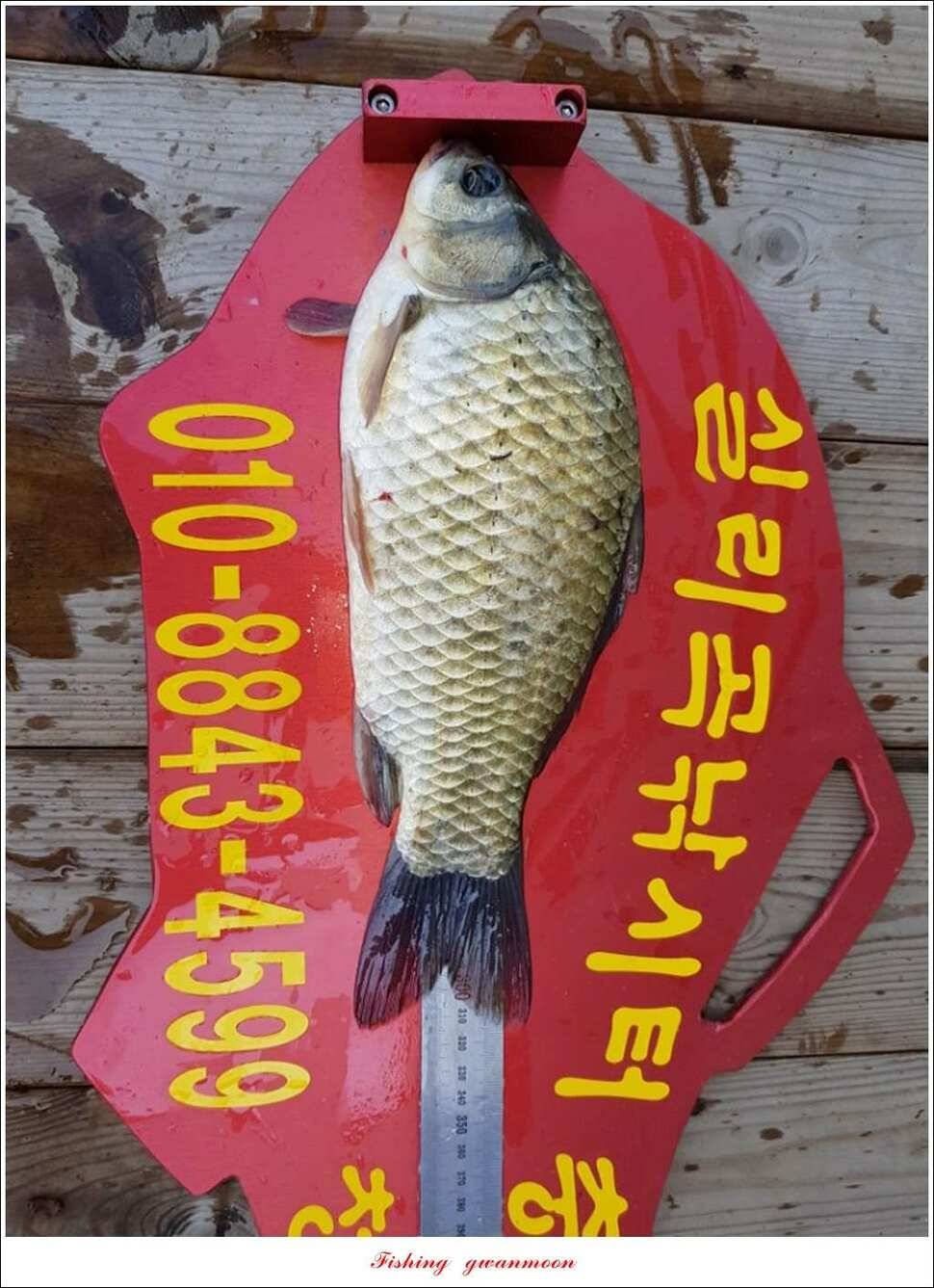 칠성지 사짜한버들실리곡돌감소류지 사짜 조황 (조황조행기 - 특파원조황)