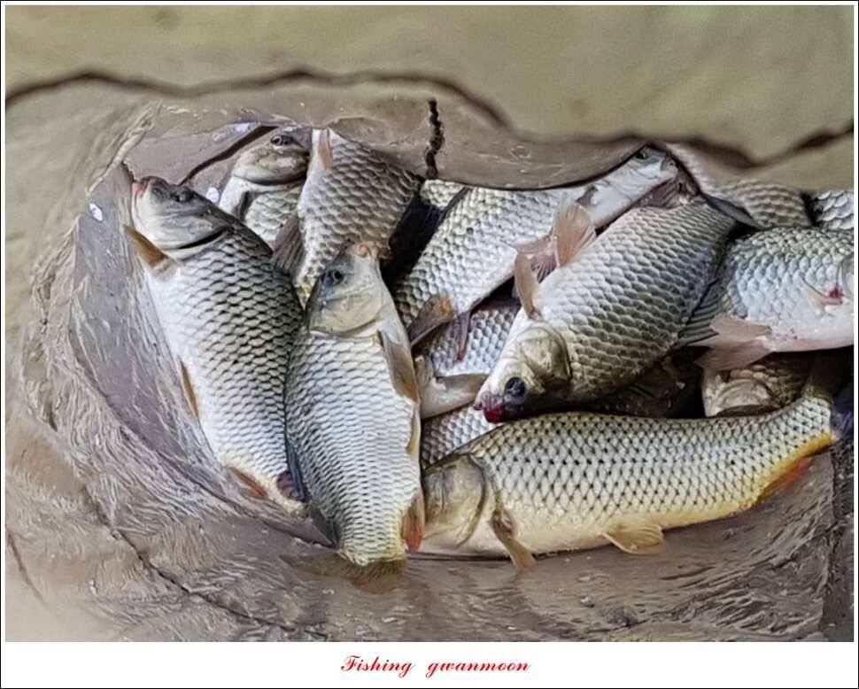 칠성지 사짜한버들실리곡돌감소류지 사짜 조황 (조황조행기 - 특파원조황)