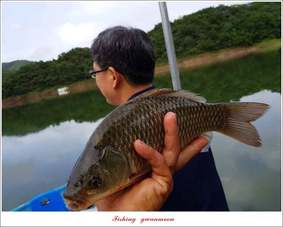 칠성지 사짜한버들실리곡돌감소류지 사짜 조황 (조황조행기 - 특파원조황)
