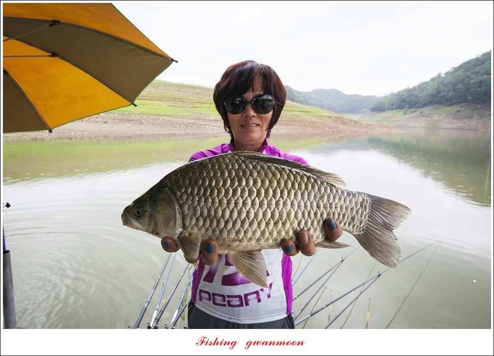 한버들 41 cm405 cm실리곡 마릿수 조황 (조황조행기 - 특파원조황)